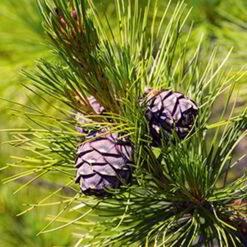 Zirbenspäne, 1 Kg -Grüne Erde fuellmaterial zirbenspaene